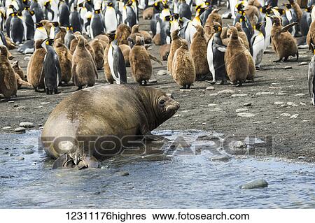 Stock Photograph - Colony of King penguins (Aptenodytes patagonicus) and juveniles with a seal on the beach; Antarctica. Fotosearch