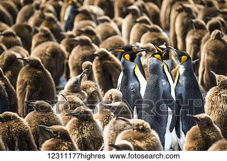Stock Photograph - Colony of King penguins (Aptenodytes patagonicus) and juveniles; Antarctica. Fotosearch