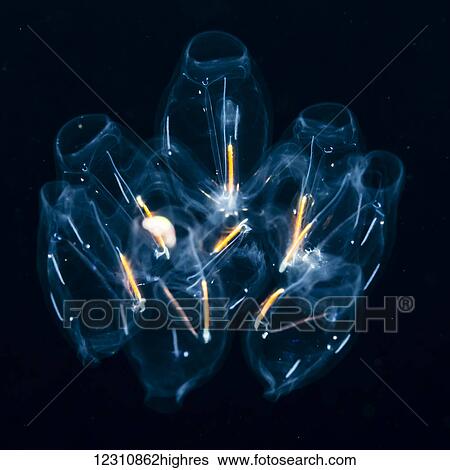 Stock Photograph - Colony of salps photographed during a blackwater scuba dive several miles offshore of Hawaii Island at night; Island of Hawaii, Hawaii, United States of America. Fotosearch