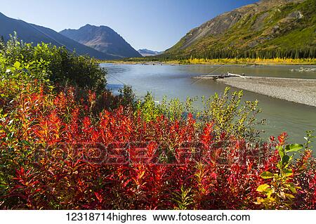 Stock Photograph - Colourful foliage changing from summer to autumn, South of Denali National Park and Preserve, viewed from Parks Highway, interior Alaska; Alaska, United States of America. Fotosearch