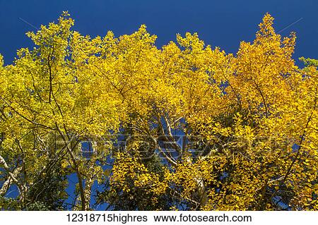 Stock Photograph - Colourful foliage, south of Denali National Park and Preserve, viewed from Parks Highway, interior Alaska; Alaska, United States of America. Fotosearch
