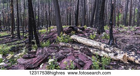 Stock Photograph - Colourful forest floor with logs and foliage among dead trees, Glacier National Park; Browning, Montana, United States of America. Fotosearch
