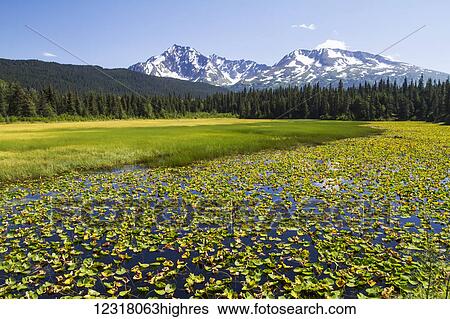 Stock Photograph - Colourful lily padded marsh along the Seward Highway, South-central Alaska; Alaska, United States of America. Fotosearch