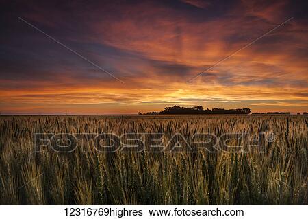 Stock Photograph - Colourful sky at sunrise over a wheat field; Saskatchewan, Canada. Fotosearch