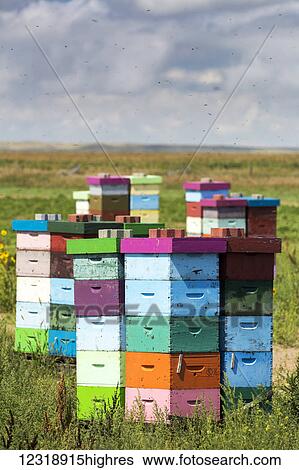 Colourful stacked bee hive boxes in a field with clouds above, North of Rolling Hills; Alberta, Canada View Large Photo Image Stock Photograph - Colourful stacked bee hive boxes in a field with clouds above, North of Rolling Hills; Alberta, Canada. Fotosearch