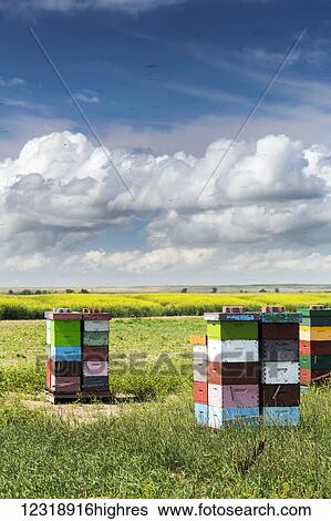 Stock Photograph - Colourful stacked bee hive boxes in a field with clouds above, North of Rolling Hills; Alberta, Canada. Fotosearch