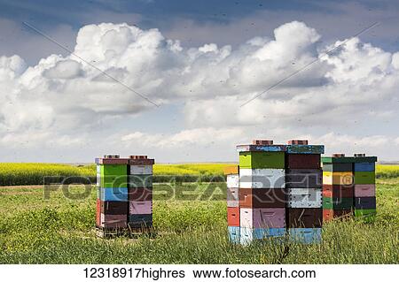 Stock Photograph - Colourful stacked bee hive boxes in a field with clouds above, North of Rolling Hills; Alberta, Canada. Fotosearch