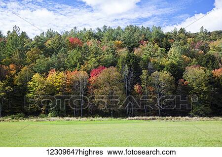 Stock Photograph - Colourful trees in autumn; Woodstock, Vermont, United States of America. Fotosearch