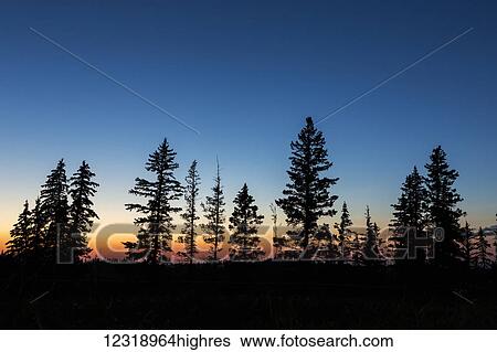 Colourful twilight sky with a row of silhouetted evergreen trees; Elkwater, Alberta, Canada View Large Photo Image Stock Photograph - Colourful twilight sky with a row of silhouetted evergreen trees; Elkwater, Alberta, Canada. Fotosearch