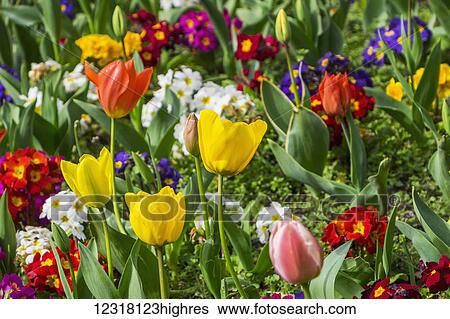 Stock Photograph - Colourful variety of flowers near Hyde Park; London, England. Fotosearch