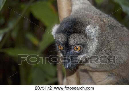 Stock Image - Common Brown Lemur (Eulemur Fulvus Fulvus), Andasibe-Mantadia National Park, Toamasina Province, Madagascar. Fotosearch