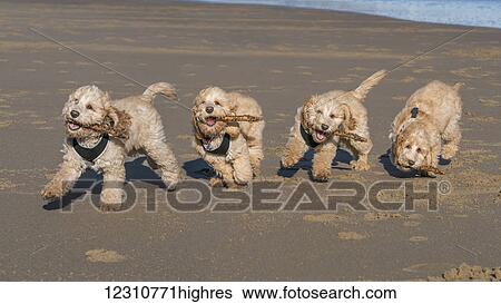 Stock Photograph - Composite image of a cockapoo running on the beach, with 5 images in a row; South Shields, Tyne and Wear, England. Fotosearch