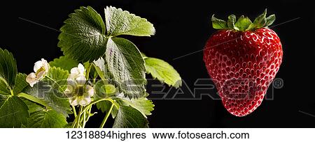 Stock Photograph - Composite image of a flowering strawberry plant and a close up of a red ripe strawberry on a black background; Calgary, Alberta, Canada. Fotosearch
