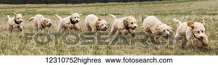 Stock Photograph - Composite of a cockapoo dog running on a grass field, with 7 images of a dog in a row; South Shields, Tyne and Wear, England. Fotosearch