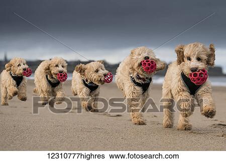 Stock Photograph - Composite of a cockapoo running on the beach with a red ball in it's mouth, with 5 images in a row; South Shields, Tyne and Wear, England. Fotosearch