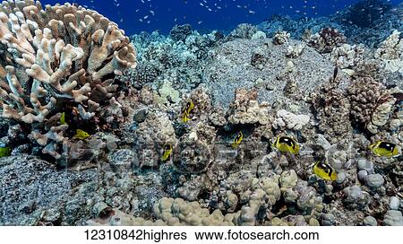 Stock Photograph - Coral reef comprised of multiple coral species on lava rock off the Kona coast, a partially bleached antler coral (Pocillopora eydouxi) on the left, with several Fourspot Butterflyfish (Chaetodon quadrimaculatus) are in the foreground; Kona, Island of.... Fotosearch