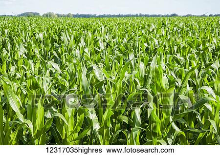 Corn field View Large Photo Image Stock Photograph - Corn field. Fotosearch