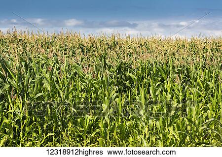 Stock Photograph - Corn field with blue sky and clouds, North of Taber; Alberta, Canada. Fotosearch