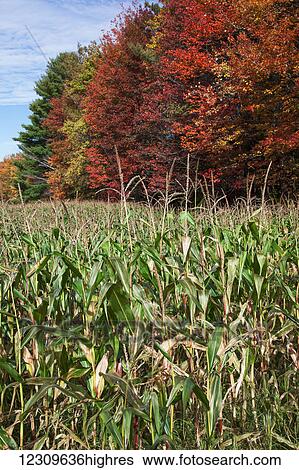 Stock Photograph - Corn growing in a field and autumn coloured leaves; Stowe, Vermont, United States of America. Fotosearch