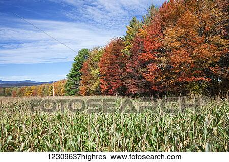 Stock Photograph - Corn growing in a field and autumn coloured leaves; Stowe, Vermont, United States of America. Fotosearch