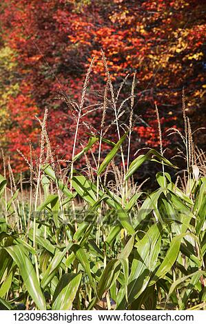 Stock Photograph - Corn growing in a field and autumn coloured leaves; Stowe, Vermont, United States of America. Fotosearch