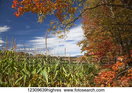 Stock Photograph - Corn growing in a field and autumn coloured leaves; Stowe, Vermont, United States of America. Fotosearch