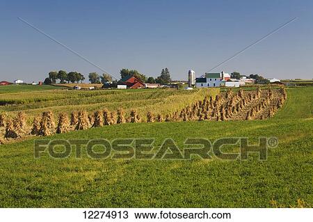 Stock Image - Corn shocks and an Amish farm, near Edgewood; Iowa, United States of America. Fotosearch