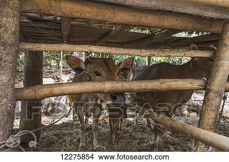 Cow in a pen, Semparu, Lombok, West Nusa Tenggara, Indonesia View Large Photo Image Picture - Cow in a pen, Semparu, Lombok, West Nusa Tenggara, Indonesia. Fotosearch