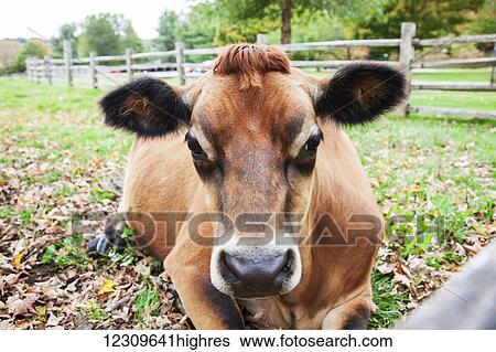 Stock Photograph - Cow laying in a farm field at the fence in autumn; Woodstock, Vermont, United States of America. Fotosearch