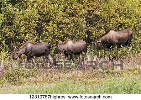 Cow moose (alces alces) and twin calves eating vegetation near fireweed (Chamerion angustifolium) that has gone to seed, Parks Highway, North of Cantwell, interior Alaska; Alaska, United States of America View Large Photo Image Stock Photograph - Cow moose (alces alces) and twin calves eating vegetation near fireweed (Chamerion angustifolium) that has gone to seed, Parks Highway, North of Cantwell, interior Alaska; Alaska, United States of America. Fotosearch