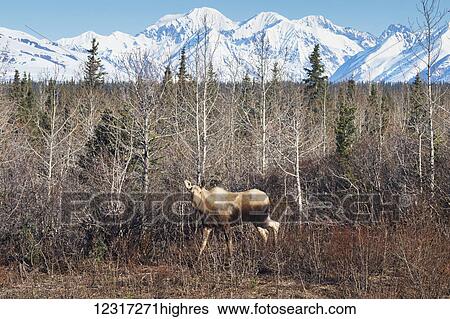 Cow moose (alces alces) browses near the Parks Highway, near Cantwell; Alaska, United States of America View Large Photo Image Stock Photograph - Cow moose (alces alces) browses near the Parks Highway, near Cantwell; Alaska, United States of America. Fotosearch