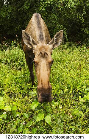 Stock Photograph - Cow moose (alces alces), close up with a wide angle lense, south-central Alaska; Alaska, United States of America. Fotosearch