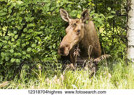 Stock Photograph - Cow moose (alces alces) laying on the grass in the trees on a hillside during rutting period, Powerline Pass, South-central Alaska; Anchorage, Alaska, United States of America. Fotosearch