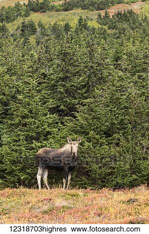 Stock Photograph - Cow moose (alces alces) on hillside during rutting period, Powerline Pass, South-central Alaska; Anchorage, Alaska, United States of America. Fotosearch