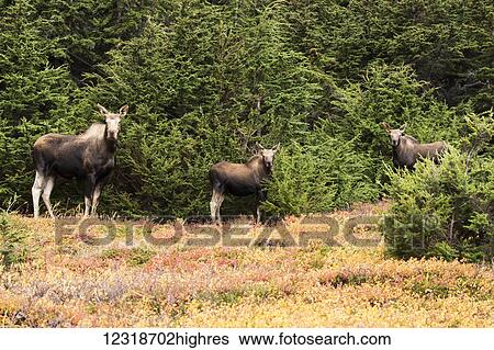 Stock Photograph - Cow moose (alces alces) with twin calves looking at camera, Powerline Pass, South-central Alaska; Anchorage, Alaska, United States of America. Fotosearch