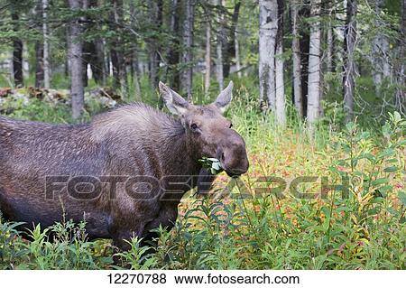 Stock Photo - Cow moose grazing on foliage near Palmer, Southcentral Alaska, Autumn. Fotosearch