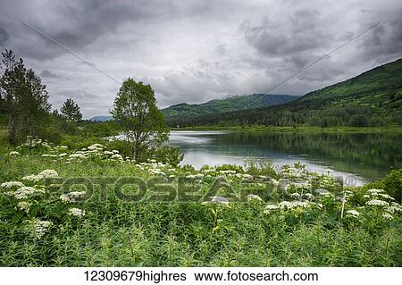 Stock Photograph - Cow parsley (Anthriscus sylvestris) in field on the edge of Kenai Lake, Kenai Peninsula; Alaska, United States of America. Fotosearch