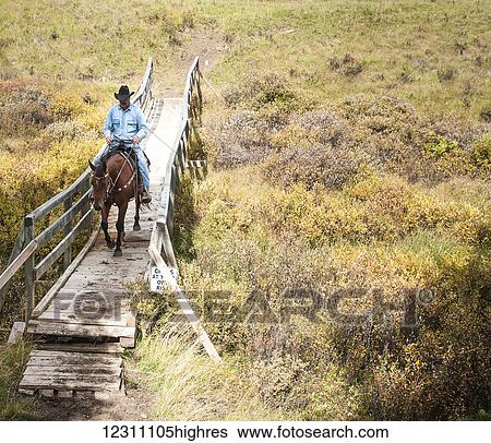 Cowboy and horse crossing bridge, Clearwater County; Alberta, Canada View Large Photo Image Stock Photograph - Cowboy and horse crossing bridge, Clearwater County; Alberta, Canada. Fotosearch