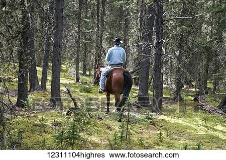 Cowboy riding in forest, Clearwater County; Alberta, Canada View Large Photo Image Stock Photograph - Cowboy riding in forest, Clearwater County; Alberta, Canada. Fotosearch