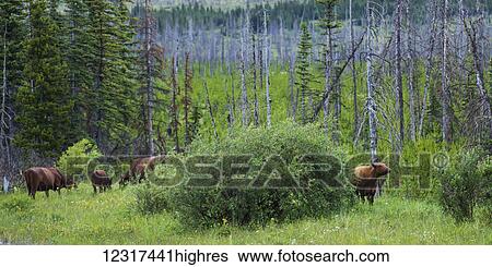 Stock Photograph - Cows grazing in a meadow at the edge of a forest; Montana, United States of America. Fotosearch