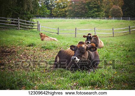 Stock Photograph - Cows laying in a farm field in autumn; Woodstock, Vermont, United States of America. Fotosearch