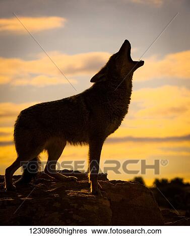 Stock Photograph - Coyote (Canis latrans) howling at sunset, Triple D Ranch; California, United States of America. Fotosearch