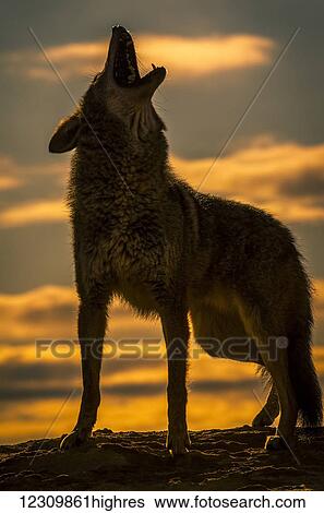 Stock Photograph - Coyote (Canis latrans) howling at sunset, Triple D Ranch; California, United States of America. Fotosearch