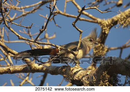 Crested Coua (Coua Cristata), Ifaty, Toliara Province, Madagascar View Large Photo Image Stock Image - Crested Coua (Coua Cristata), Ifaty, Toliara Province, Madagascar. Fotosearch