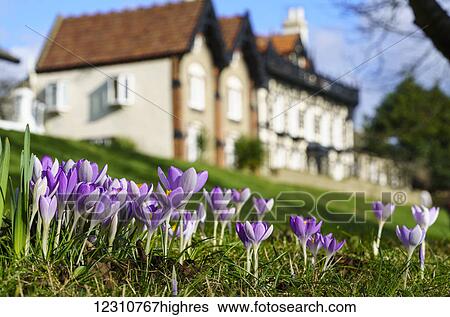 Stock Photograph - Crocuses in bloom in the foreground with houses and blue sky in the background; Whitburn, Tyne and Wear, England. Fotosearch