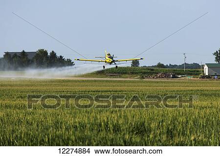 Crop duster spraying a corn field, near Coggon; Iowa, United States of America View Large Photo Image Picture - Crop duster spraying a corn field, near Coggon; Iowa, United States of America. Fotosearch