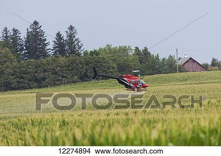 Crop dusting helicopter spraying a corn field; Iowa, United States of America View Large Photo Image Picture - Crop dusting helicopter spraying a corn field; Iowa, United States of America. Fotosearch