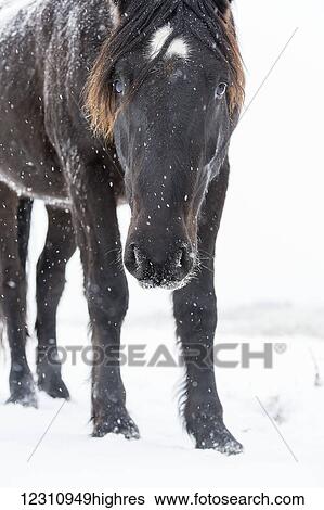 Stock Photograph - Curious Mustang peers towards the camera while standing in a snowy field during a snowfall; Turner Valley, Alberta, Canada. Fotosearch