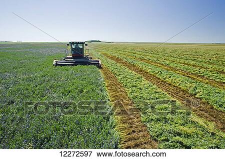Stock Photo - Cutting alfalfa, near Ponteix; Saskatchewan, Canada. Fotosearch