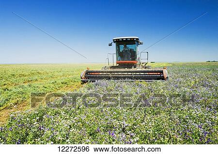 Cutting alfalfa, near Ponteix; Saskatchewan, Canada View Large Photo Image Stock Photograph - Cutting alfalfa, near Ponteix; Saskatchewan, Canada. Fotosearch